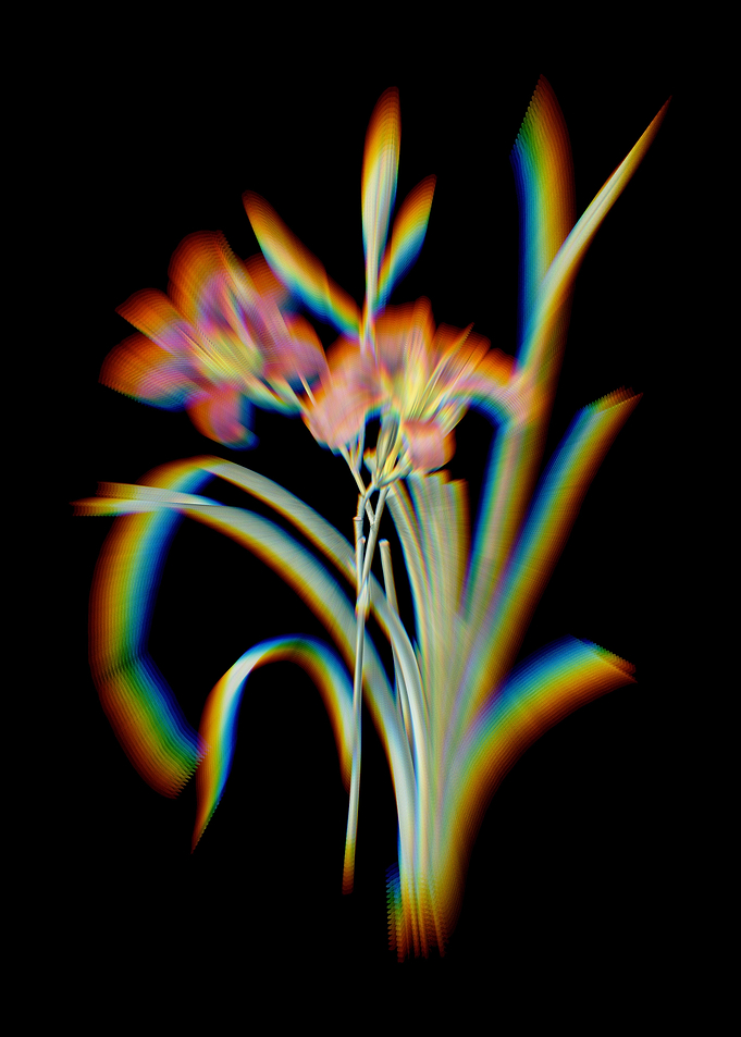 Prism Orange Day Lily