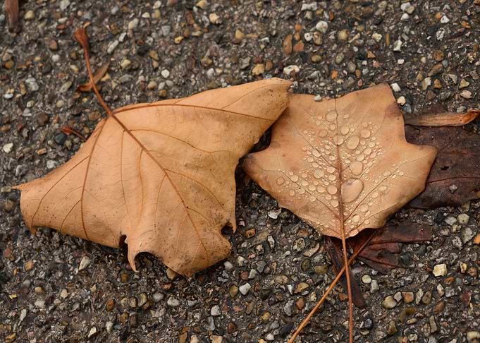 Dried leaves