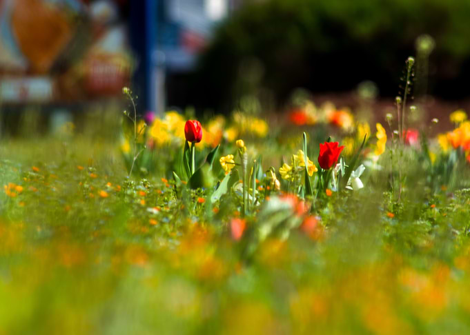 The flowerfield