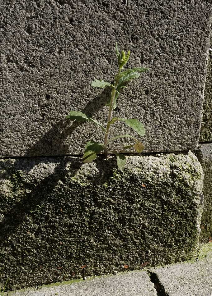 Nature in unlikely places