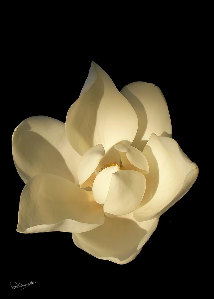 New Magnolia
