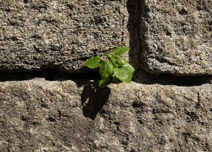 Nature in unlikely places