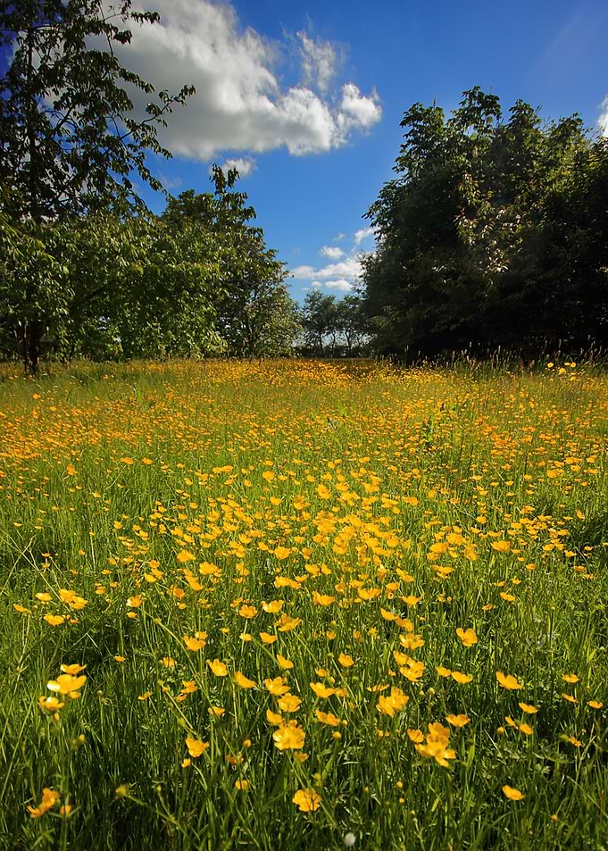 Buttercup Field