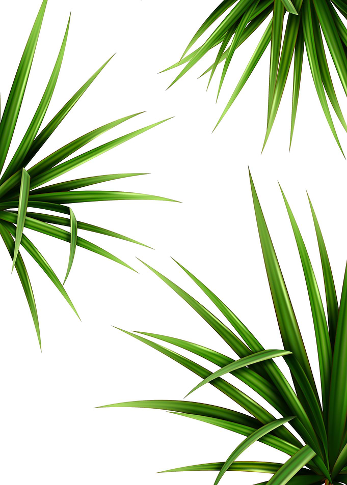 dracaena