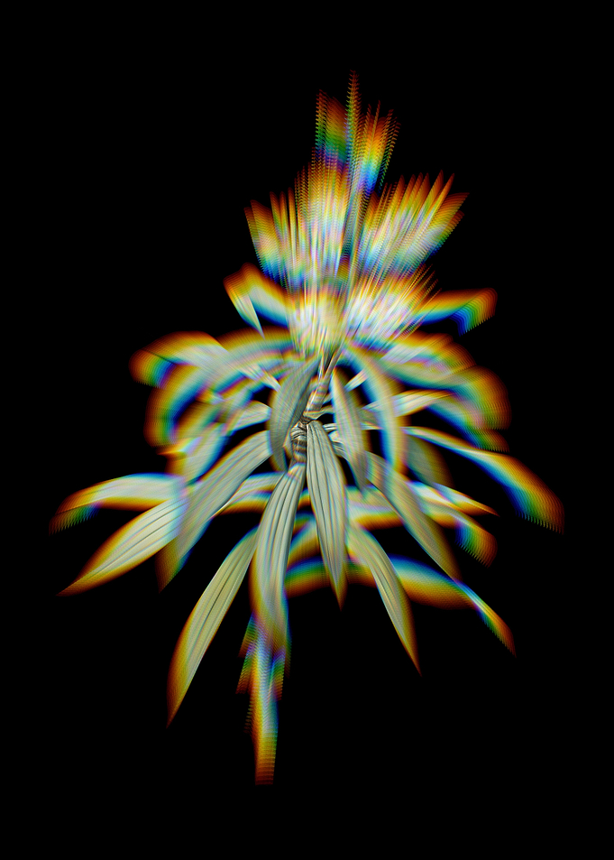 Prism Pleomele