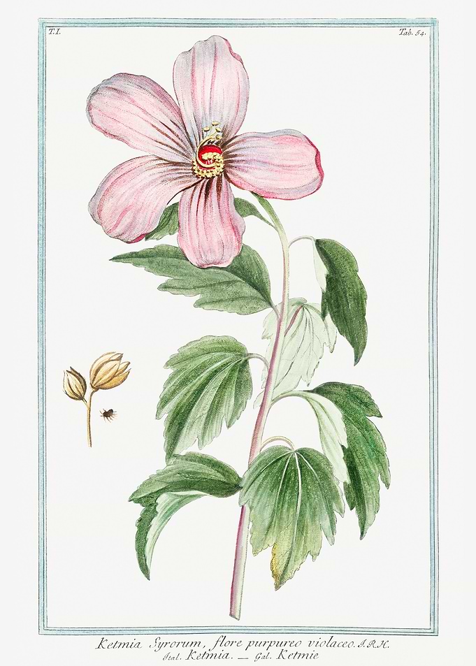 Rose of Sharon Ketmia