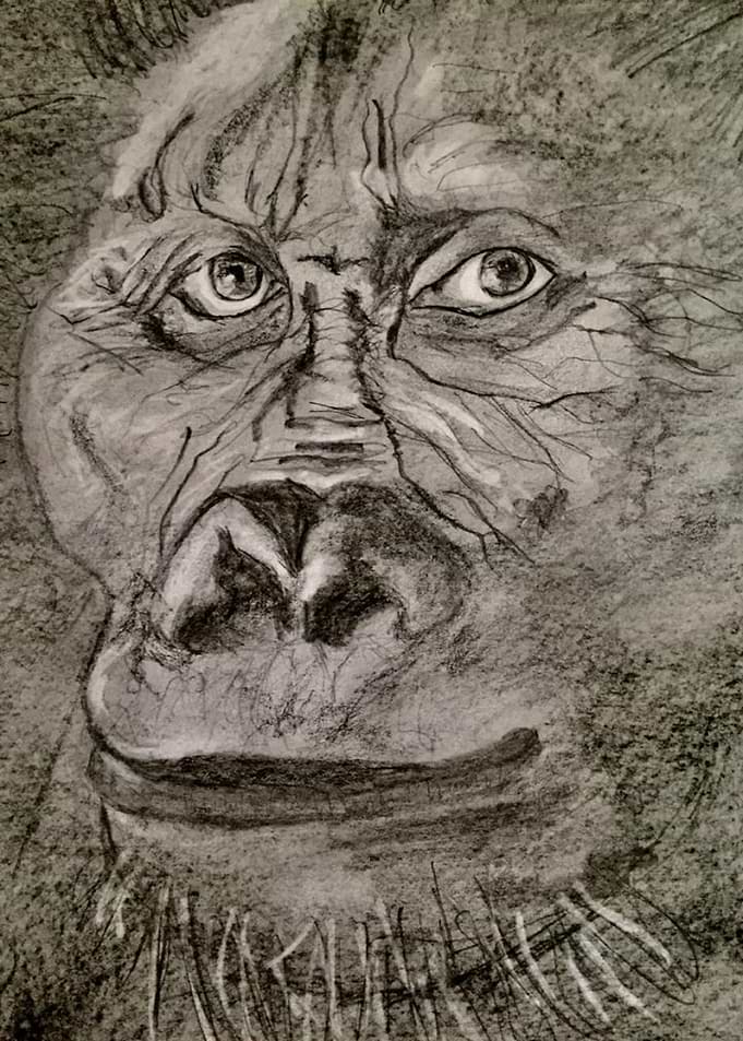Gorilla