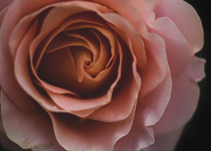 Vintage Rose