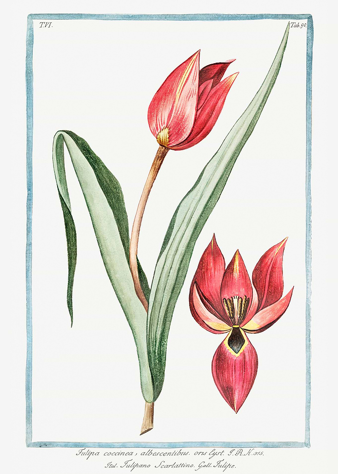Scarlet Tulip