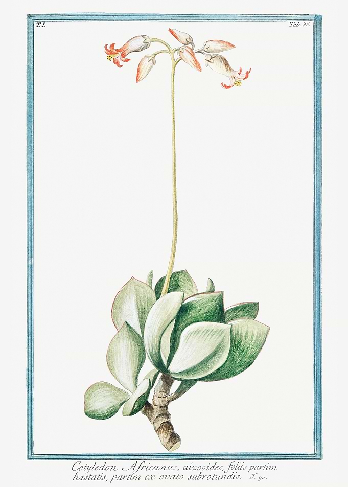 Cotyledon Africana
