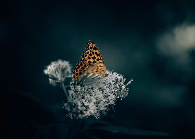 Beautiful Butterfly