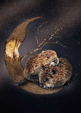 North American beaver