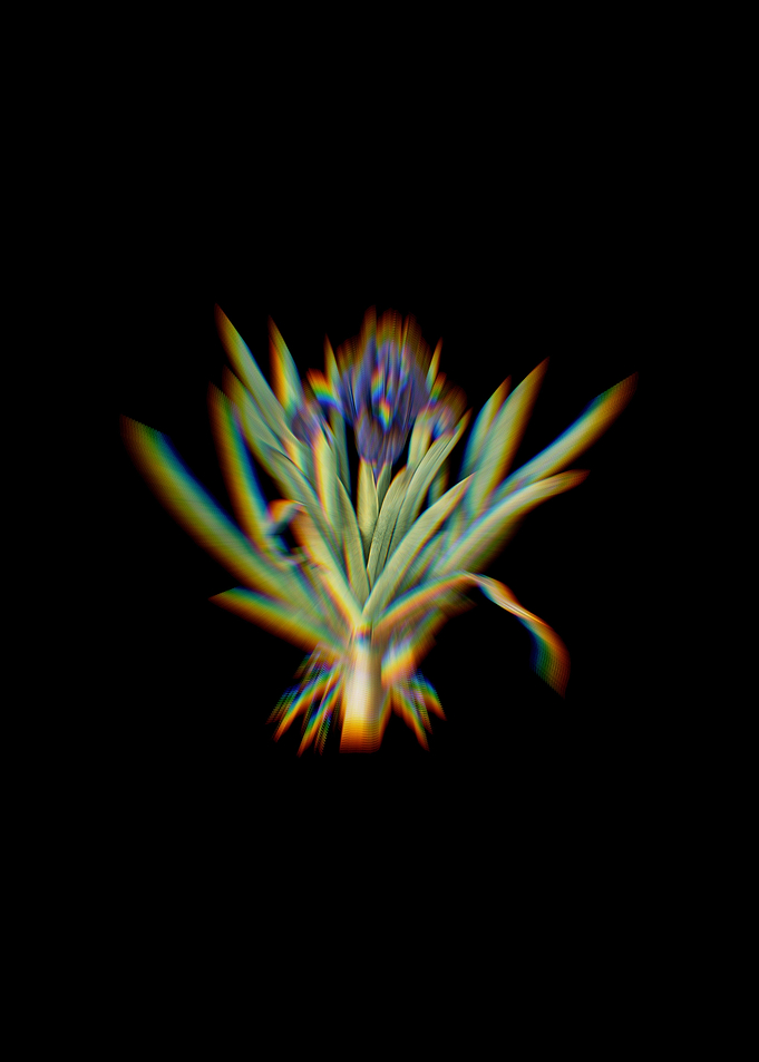 Prism Pygmy Iris