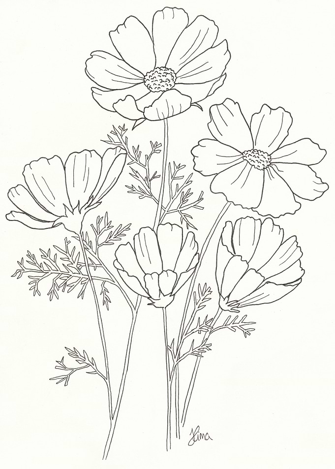 Cosmos