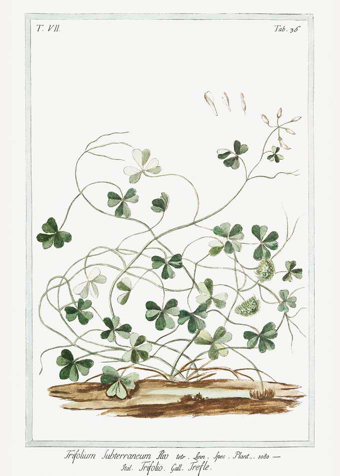 Subterranean Clover