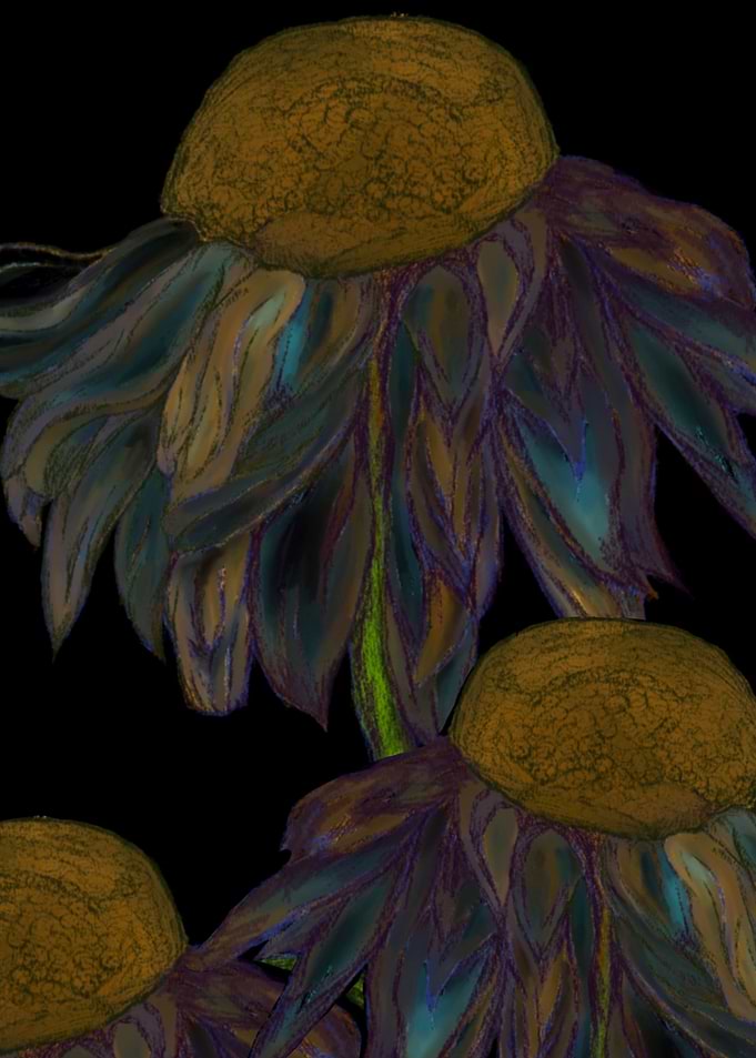 Daisies