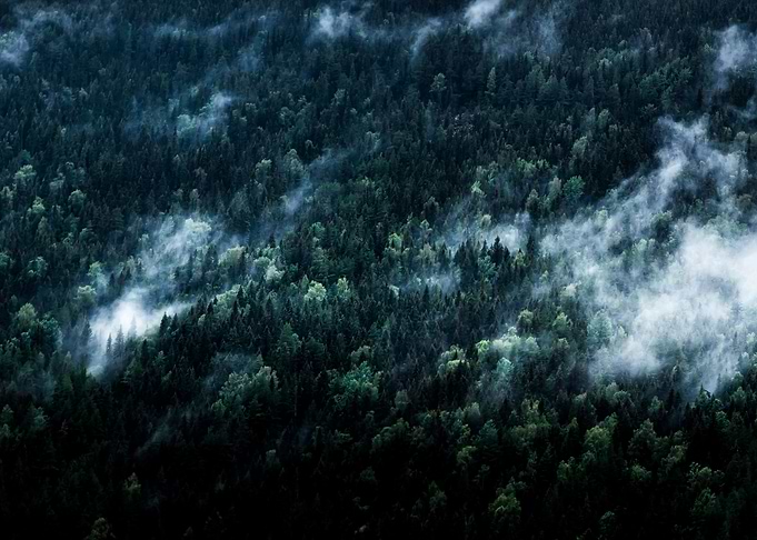 Foggy Forest Mountain