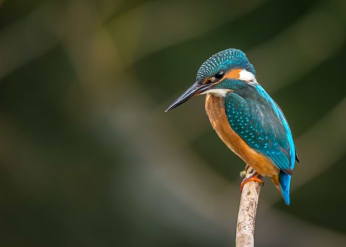 Majestic Bird