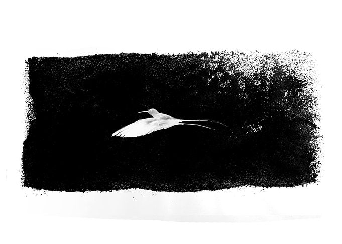 Black and White