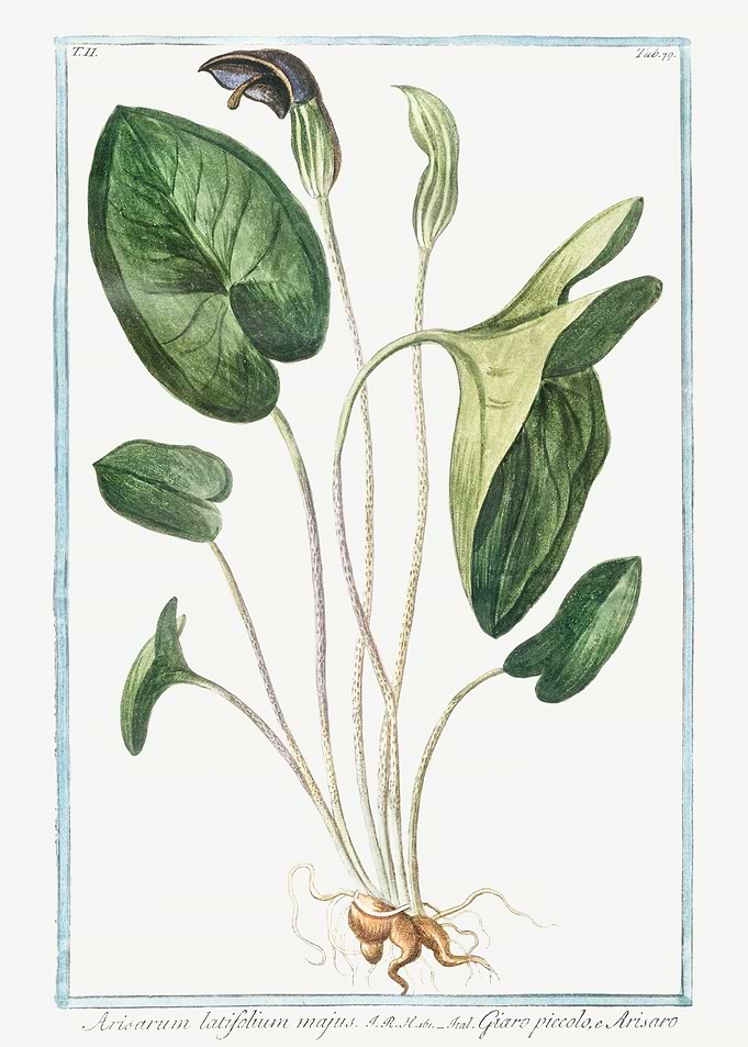 Arisarum Latifolium Majus