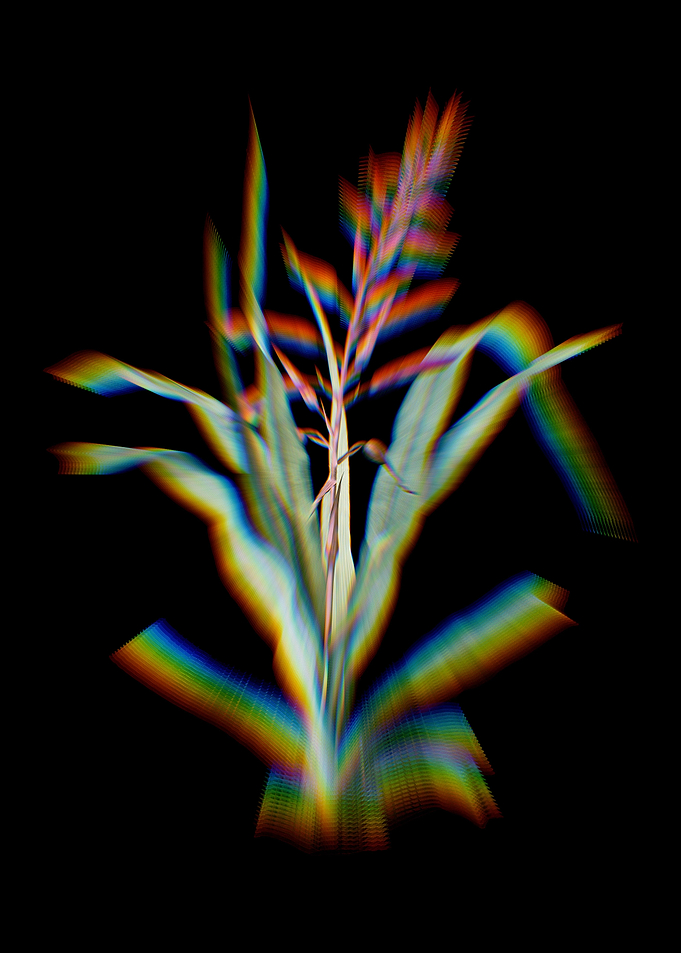 Prism Pitcairnia