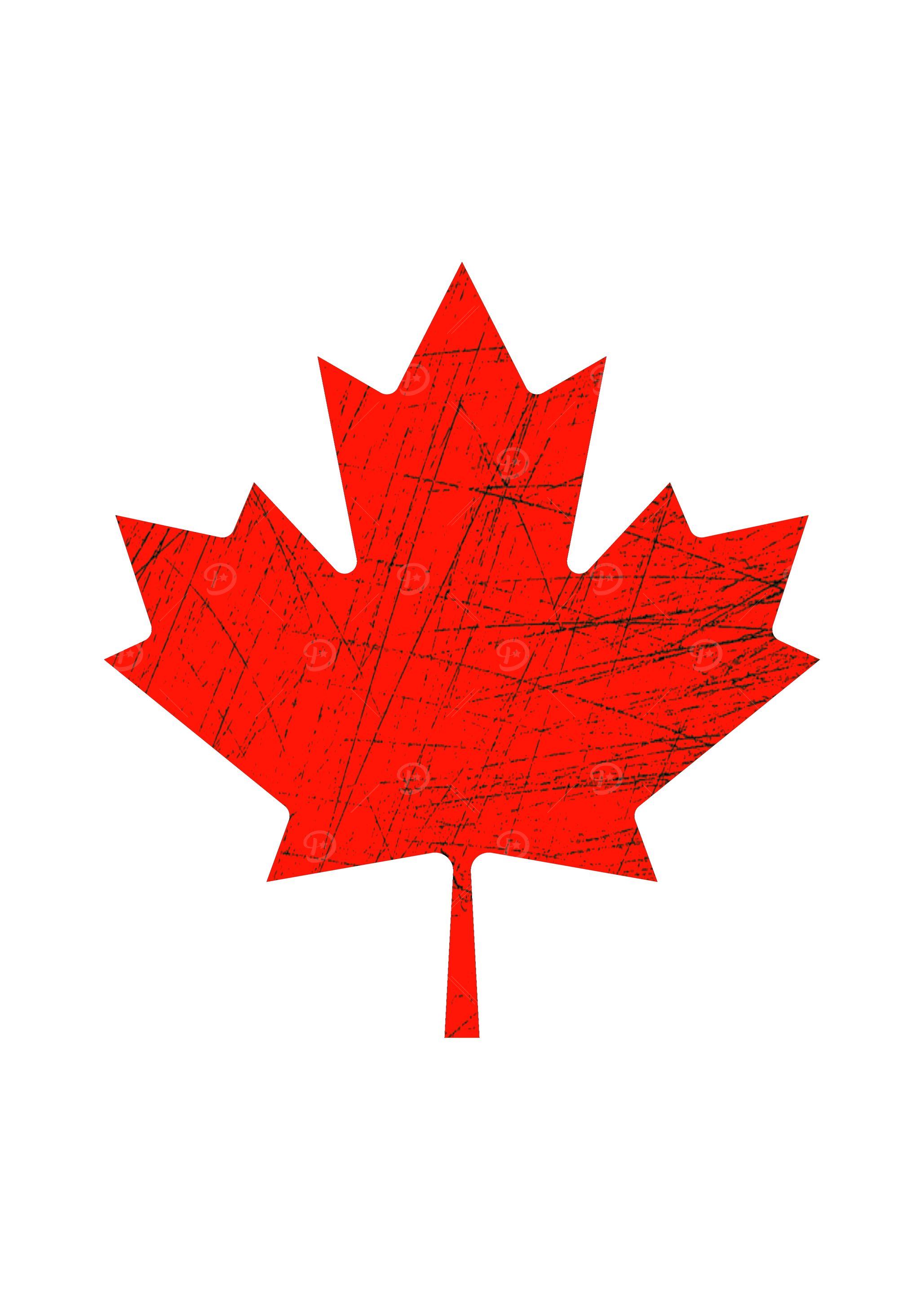 Canadian Maple