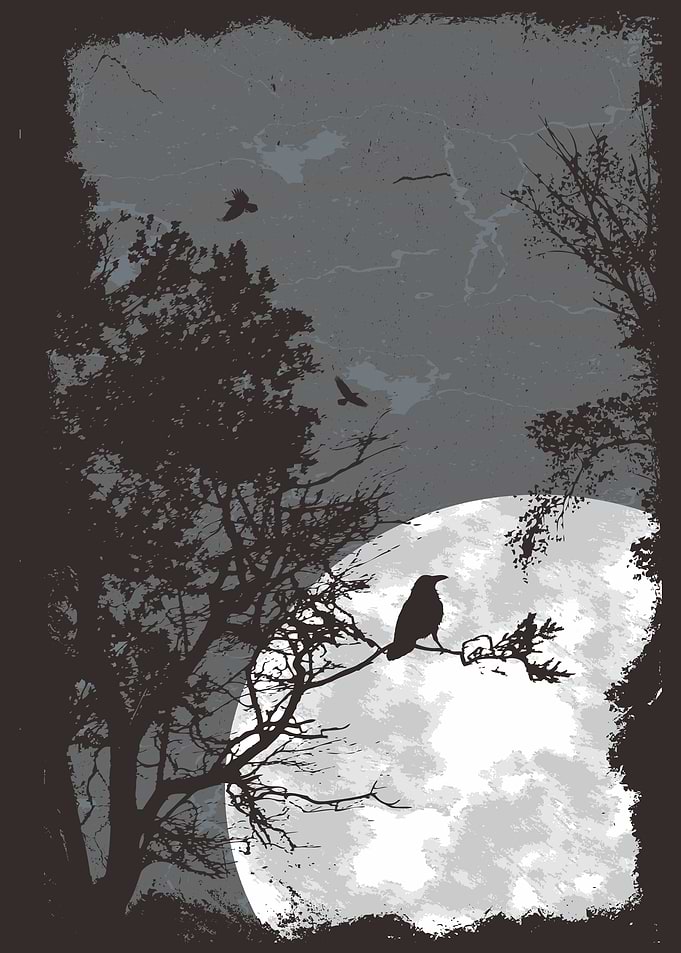 night bird silouet