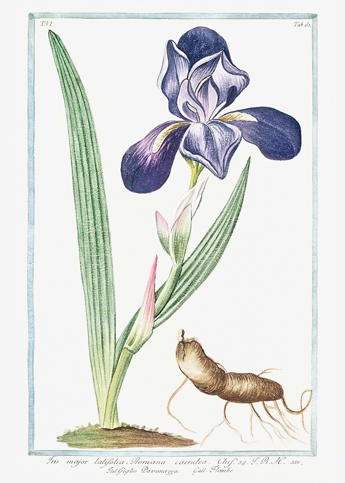 Tall bearded Iris