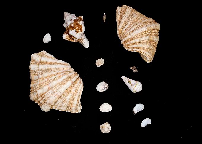 Shells composition