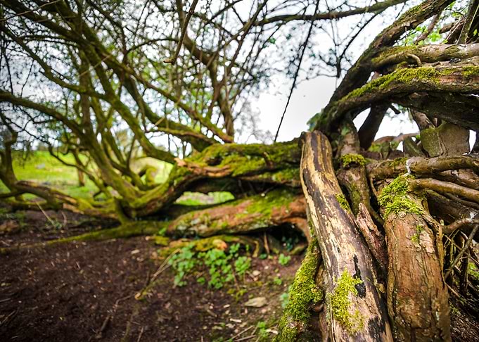 Earth Roots