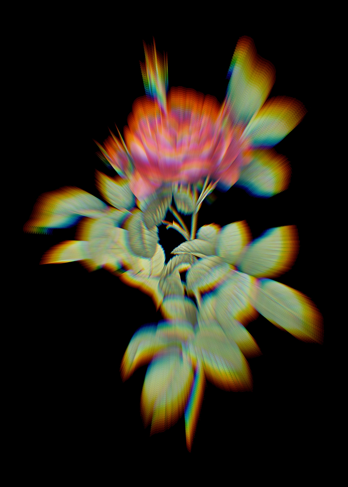 Prism Red Gallic Rose