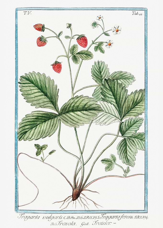 Strawberry