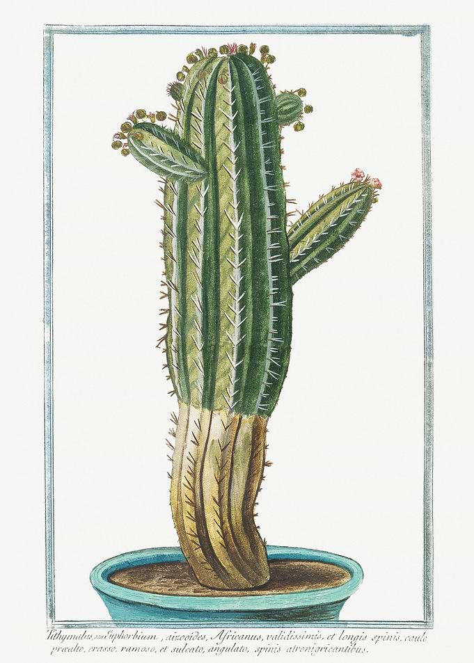 Tithymalus seu Euphorbium