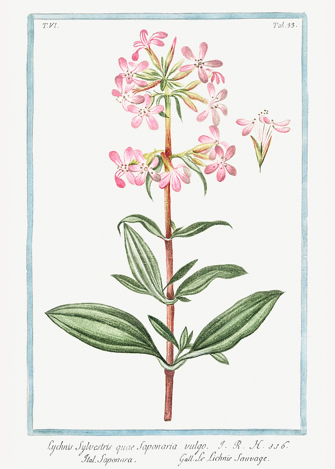 Lychnis sylvestris