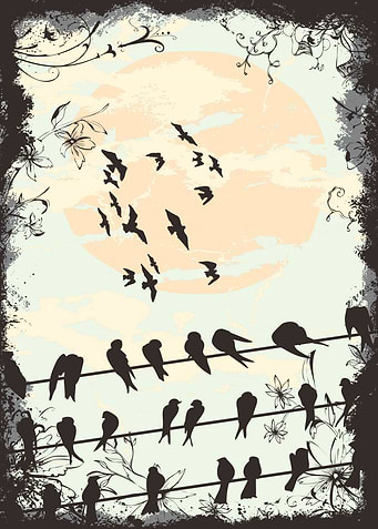 bird displate silouet