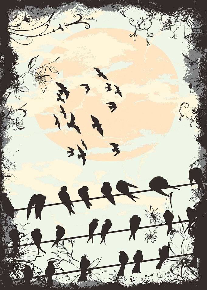 bird displate silouet