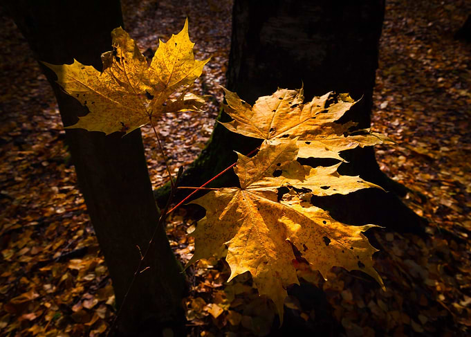 The Autumn Leaves
