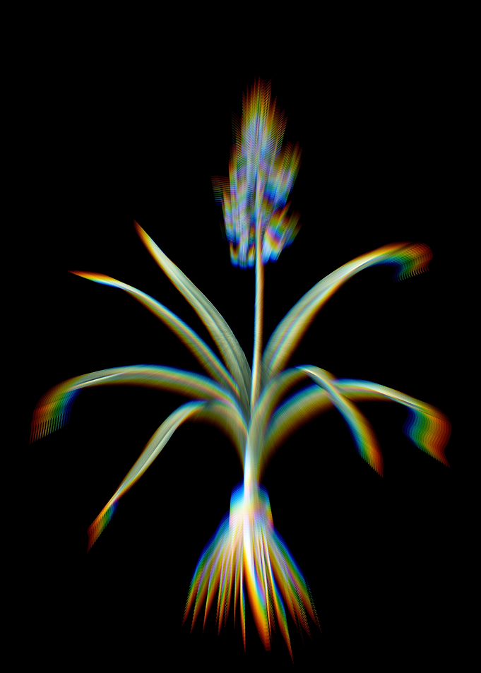 Prism Scilla Patula