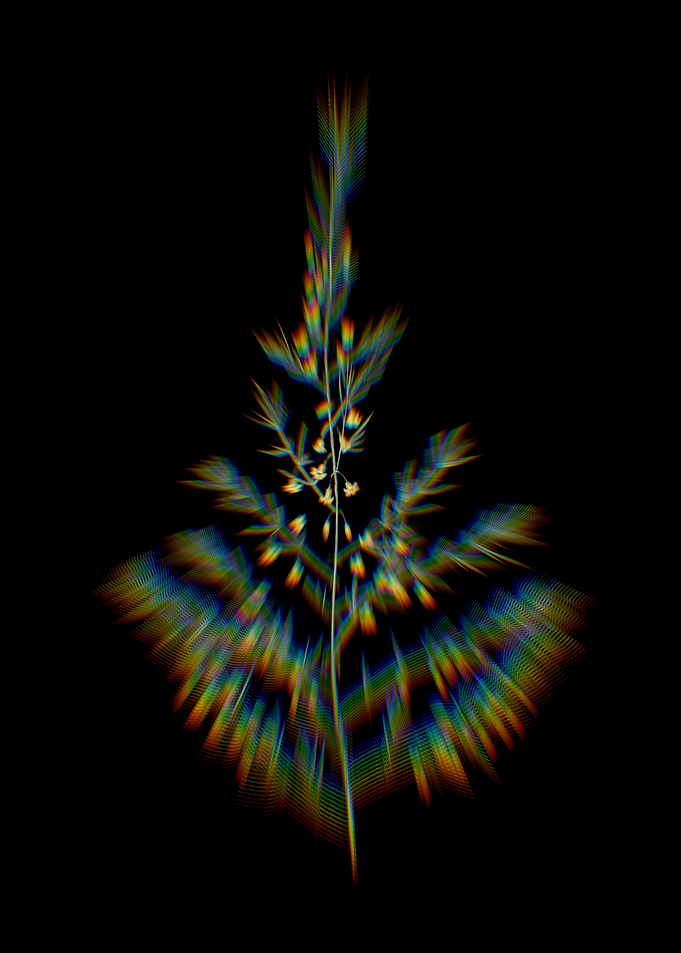 Prism Sea Asparagus