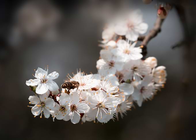 Spring