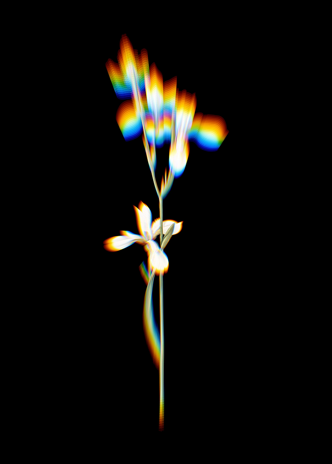 Prism Siberian Iris