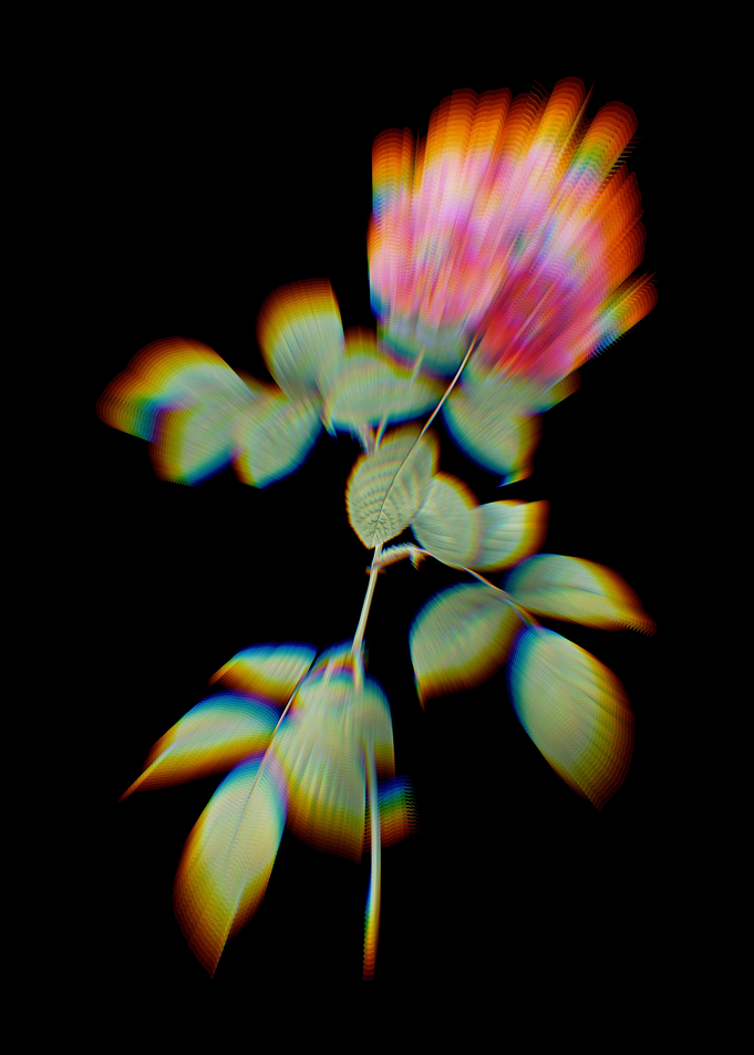 Prism Seven Sisters Roses