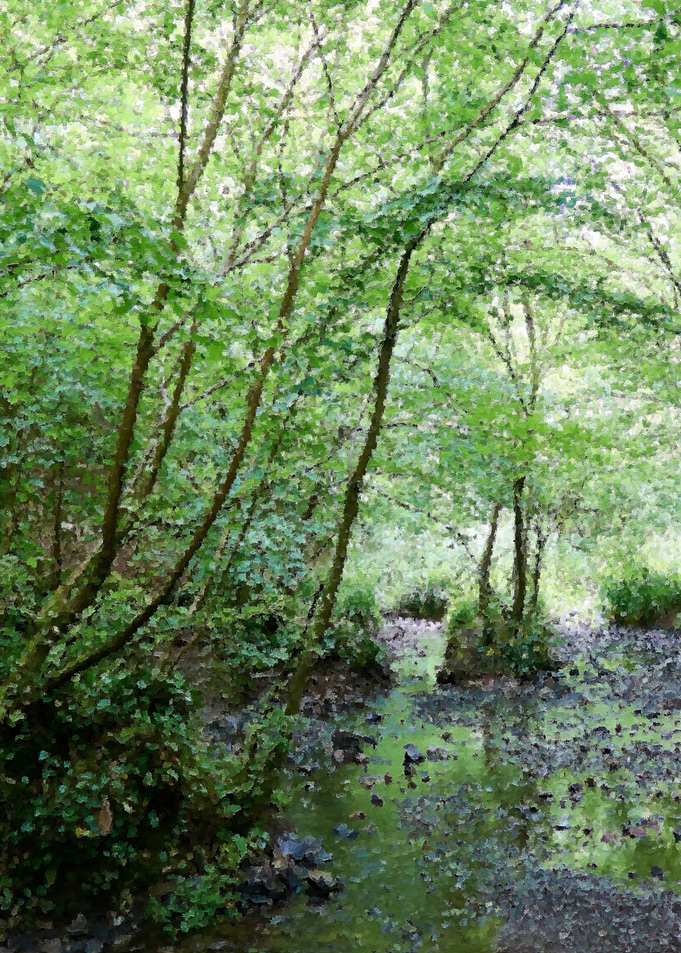 Summer Woodland Scene