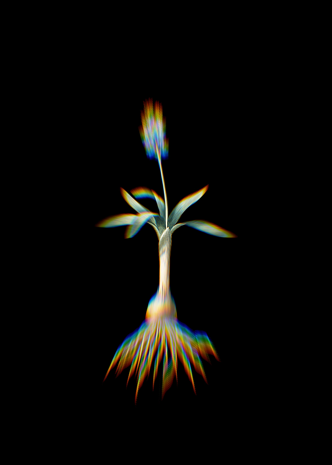 Prism Scilla Lingulata