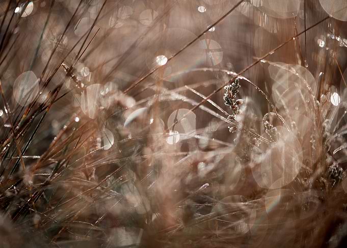 Dew drops on the grass