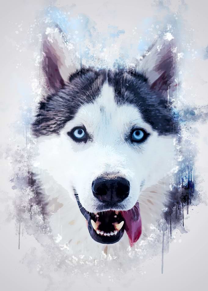 Happy Husky
