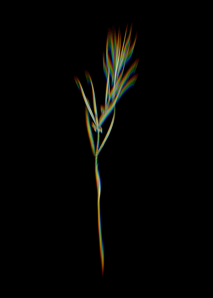 Prism Solomons Seal