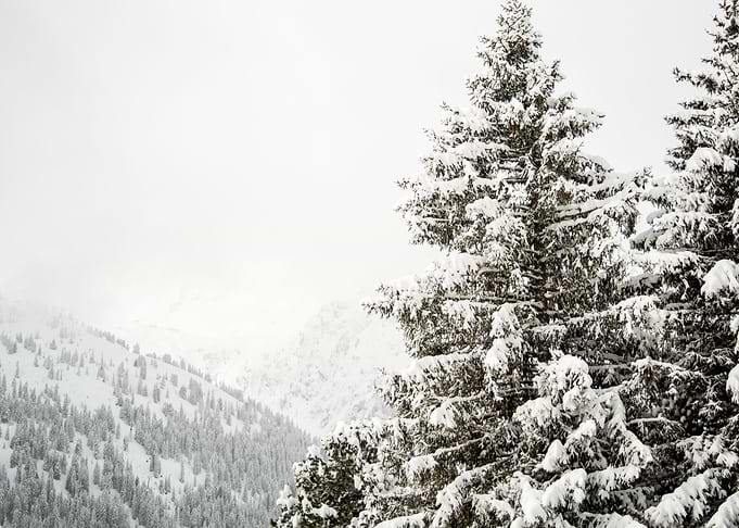 Snow Covered Trees