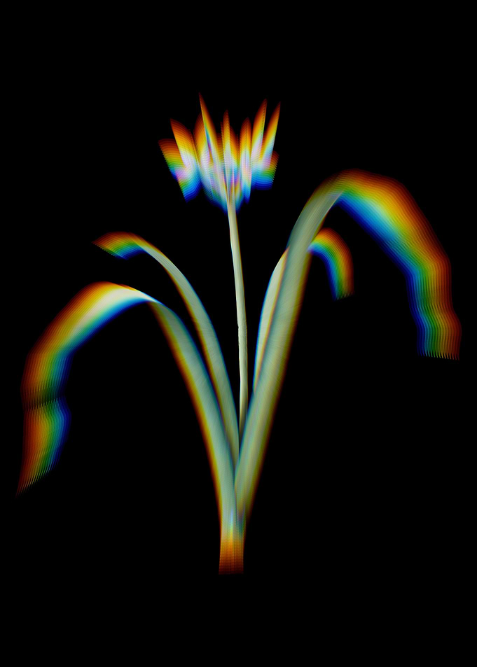 Prism Small Pancratium