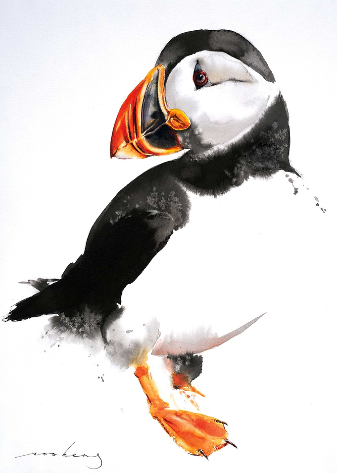 Puffin